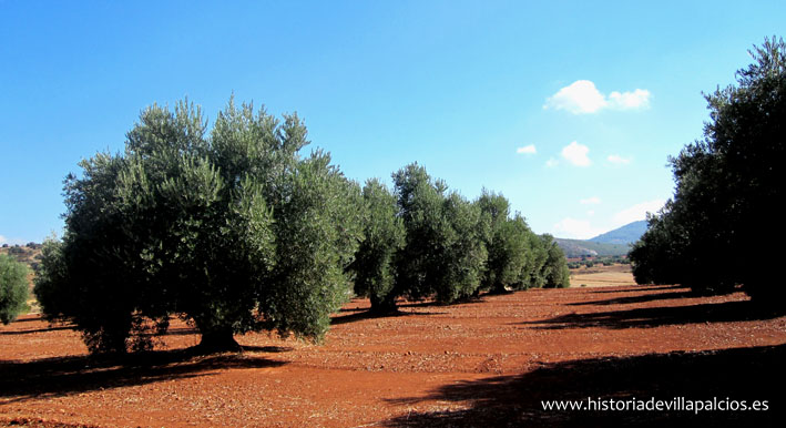 Majuelos